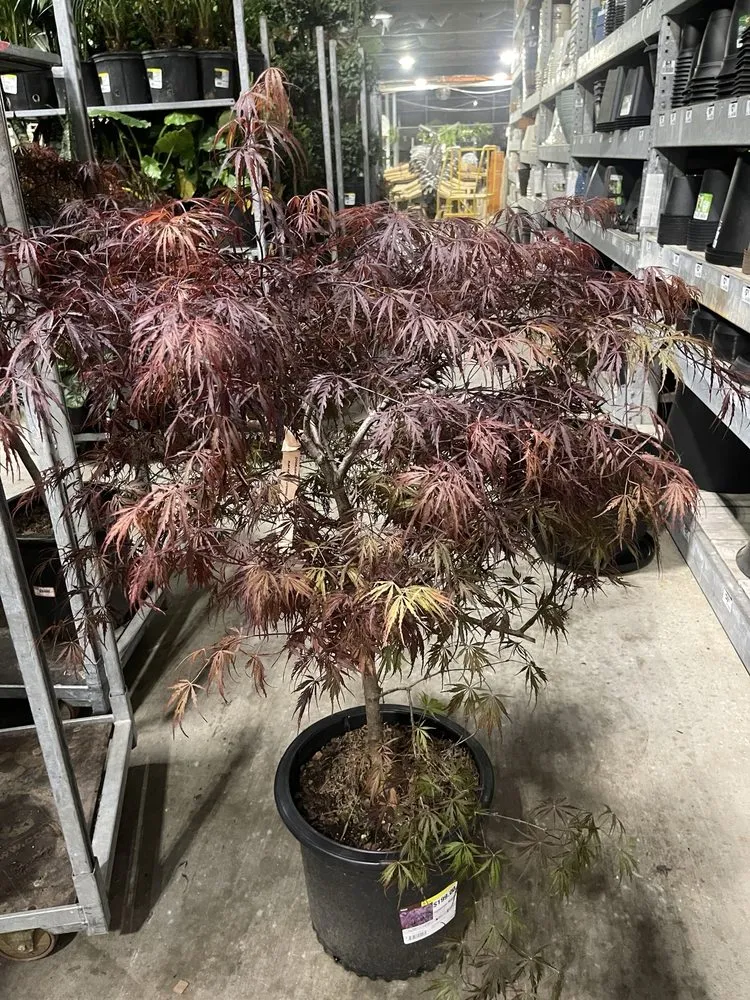 Professional landscaping services in Brandon, MS by Wade In The Water Irrigation And Landscape