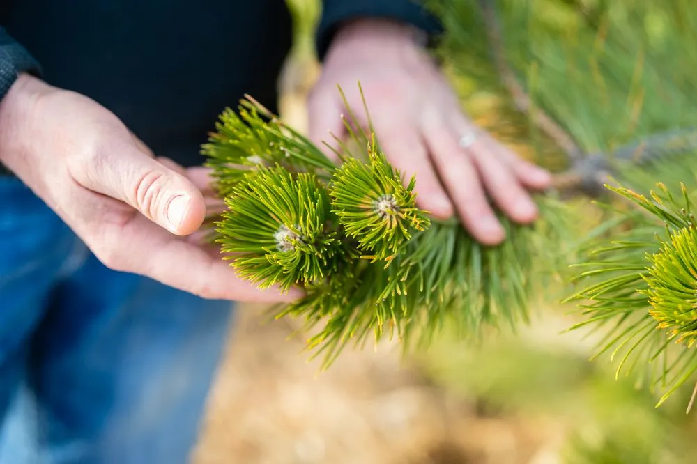 Local garden landscaping near you in Harrison, MT by Wagner & Company