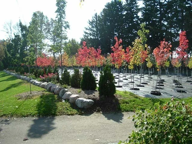 Professional garden landscaping with custom design in Asbury, IA by Wagner Nursery