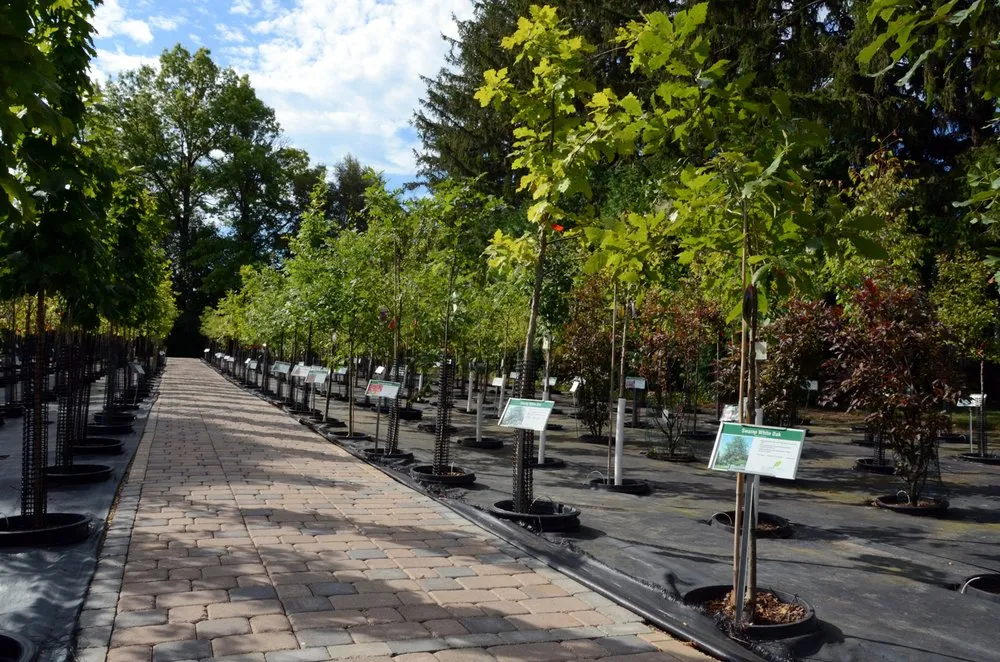 Reliable yard cleanup service with custom design across Asbury, IA - Wagner Nursery