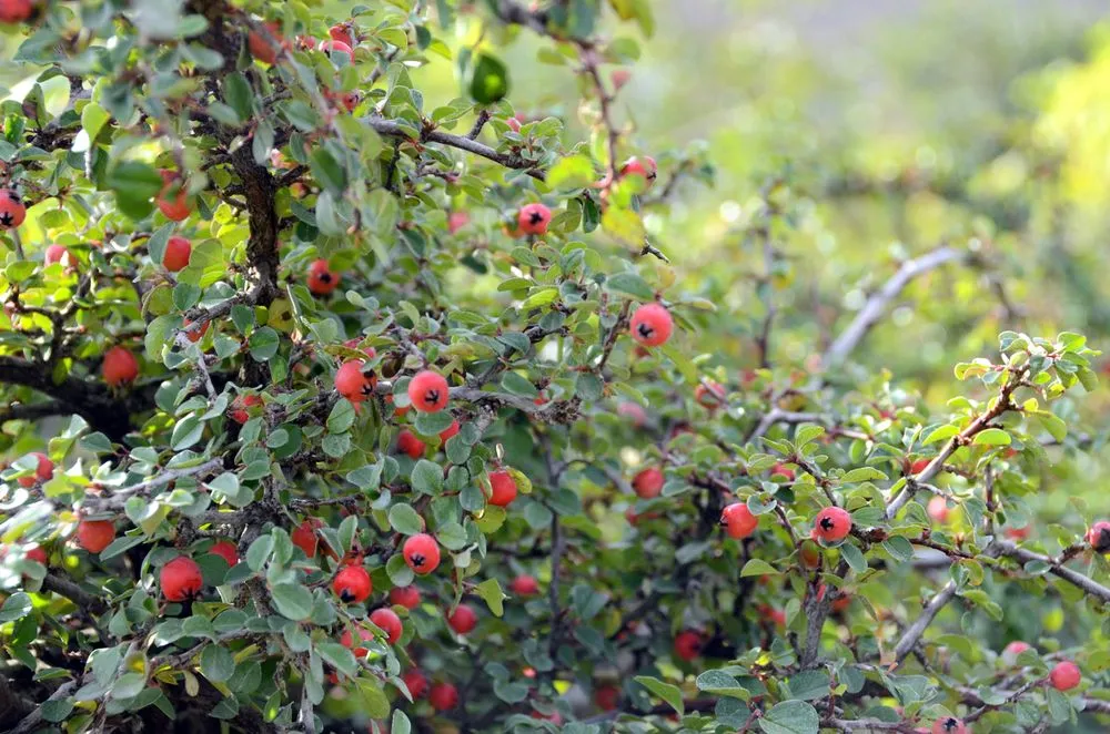 Reliable lawn care service for outdoor upgrades in Asbury, IA by Wagner Nursery