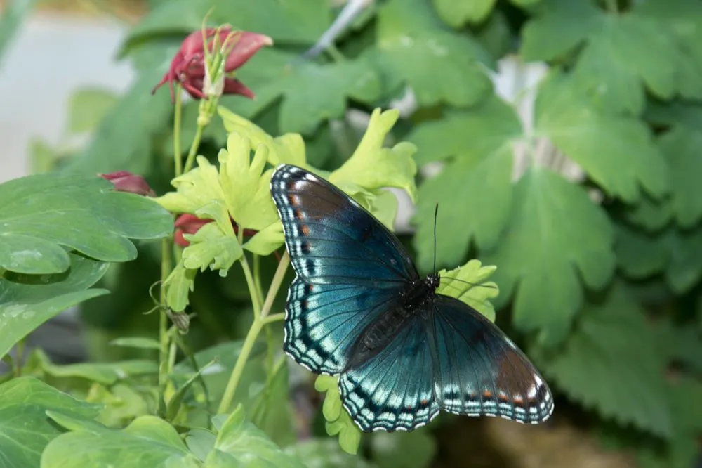 Reliable outdoor landscaping for beautiful yards in Asbury, IA by Wagner Nursery