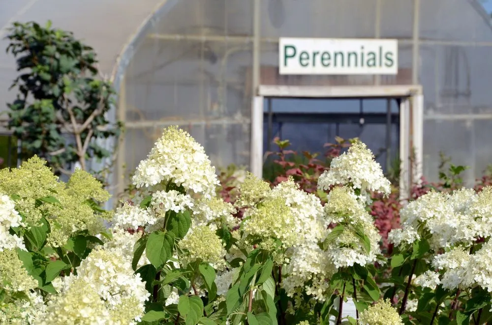 Trusted yard maintenance in Asbury, IA by Wagner Nursery