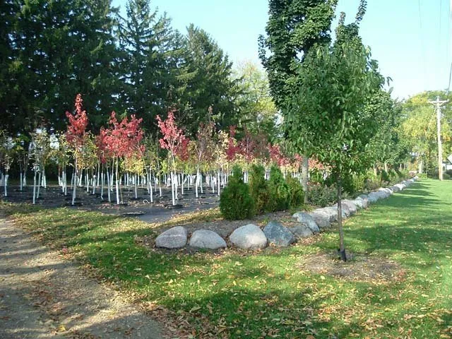 Trusted lawn care service for outdoor upgrades in Asbury, IA by Wagner Nursery