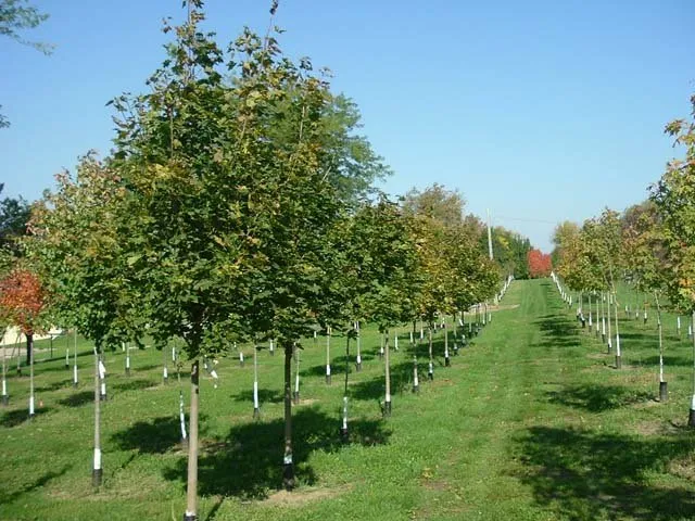 Trusted yard maintenance for residential properties in Asbury, IA by Wagner Nursery