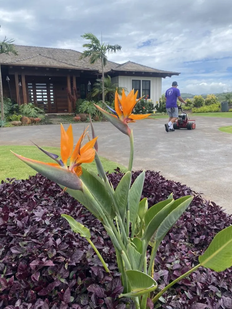 Custom lawn mowing service in Kapaʻa, HI by Wailua Landscapes & Property Maintenance