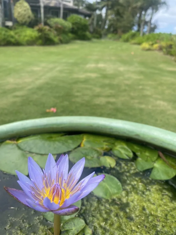 Expert landscape design with custom design across Kapaʻa, HI - Wailua Landscapes & Property Maintenance