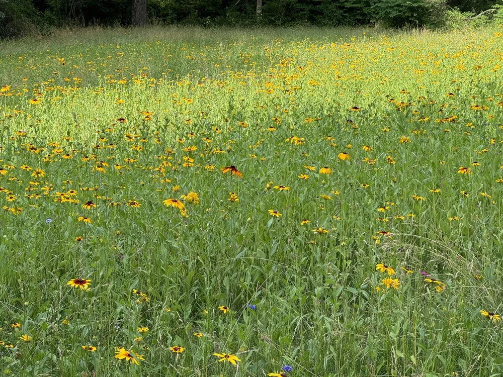 Local landscape design experts serving Newtown, PA - Waitkus Design