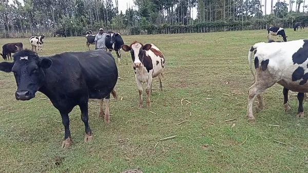 Wakanda Landscape Logo