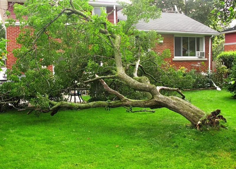 Expert residential landscaping in Waldorf, MD - Waldorf Landscaping and Tree Removal