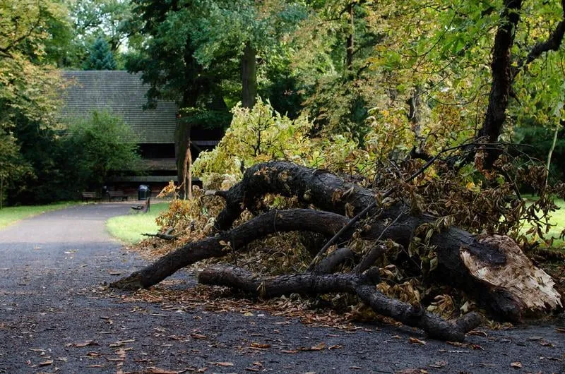 Trusted yard cleanup service experts serving Waldorf, MD - Waldorf Landscaping and Tree Removal