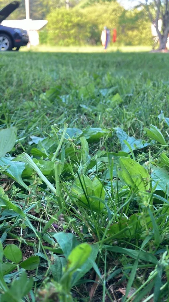 Expert lawn mowing service in Ringgold, GA - Wales Lawn Care and Small Engine Repair