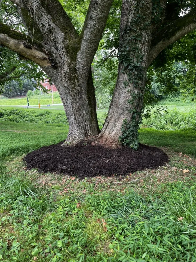 Expert yard cleanup service with custom design across Rutherfordton, NC - Walker & McCraw Landscaping