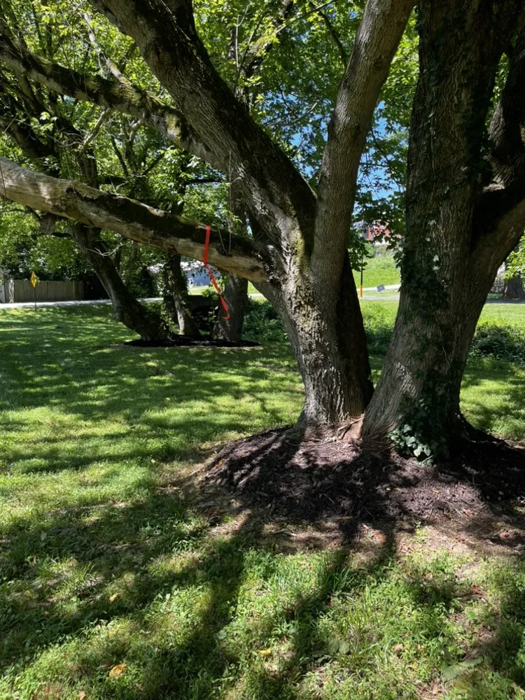 Expert yard cleanup service for beautiful yards in Rutherfordton, NC by Walker & McCraw Landscaping