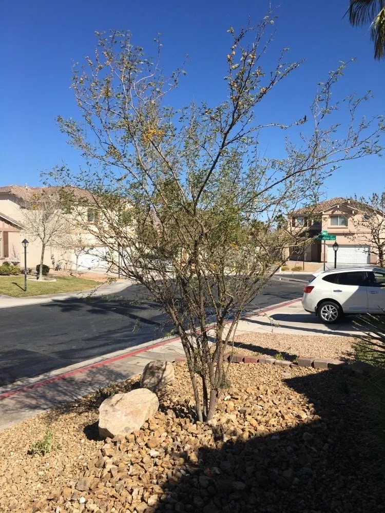 Reliable garden landscaping experts serving Las Vegas, NV - Walker Landscape Maintenance