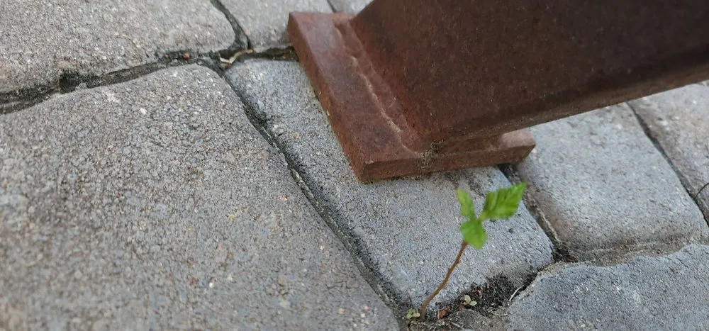 Trusted residential landscaping for residential properties in Andover, MN by Walker Landscaping