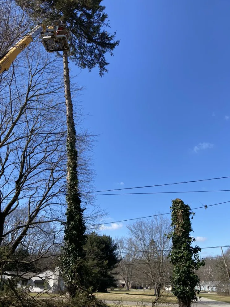 Local yard maintenance in Bessemer, PA by Walker Tree Services