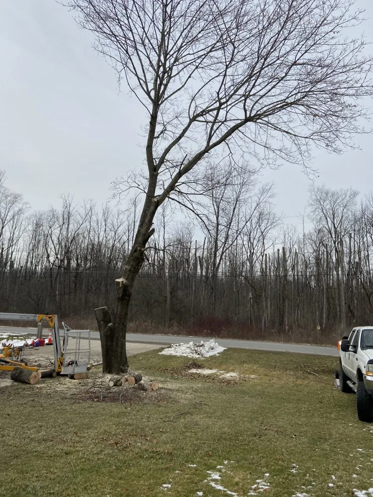 Local landscaping services for beautiful yards in Bessemer, PA by Walker Tree Services