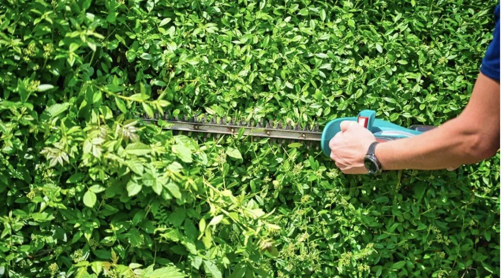 Custom yard maintenance in The Villages, FL by Walker’s Hedge Trimming