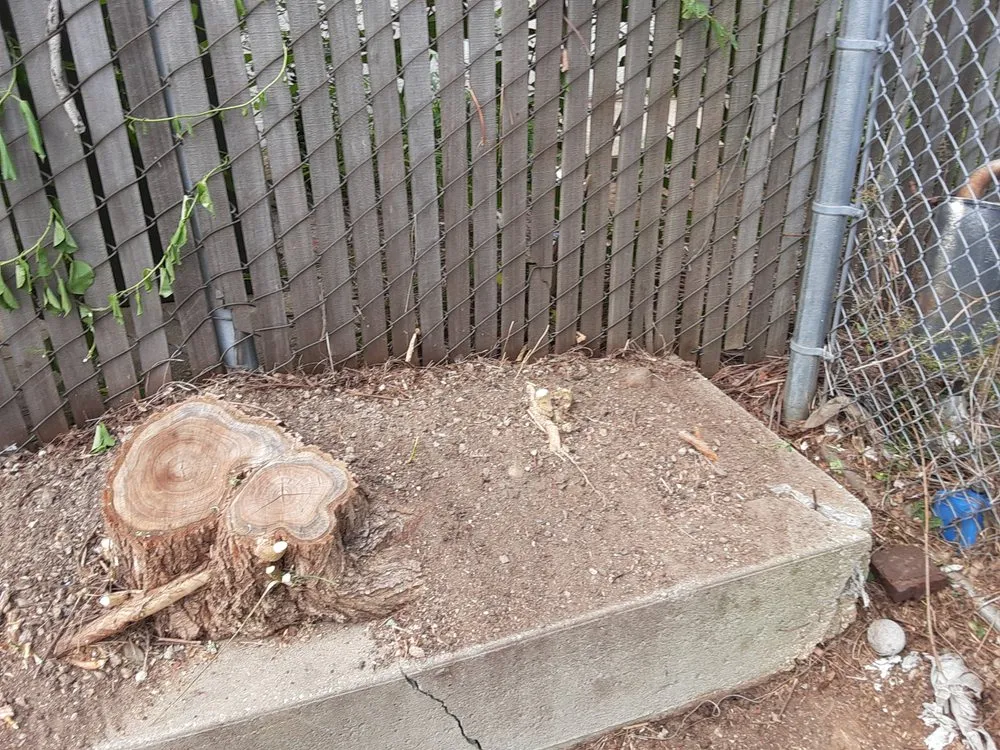 Affordable lawn care service in Bronx, NY by Walkers Landscaping and Lawn Care