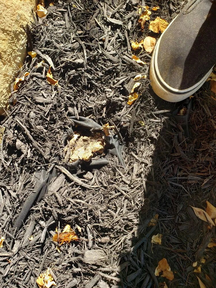 Expert yard maintenance for homes across Duncanville, TX - Walker's Lawn & Gardens