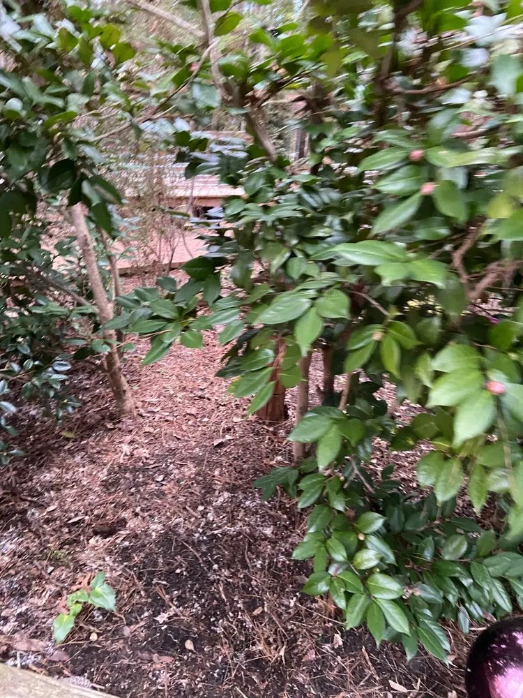 Local landscape installation for beautiful yards across Siler City, NC - Walkers Lawn Service