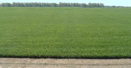 Professional residential landscaping in McMinnville, TN by Walker's Sod Farm