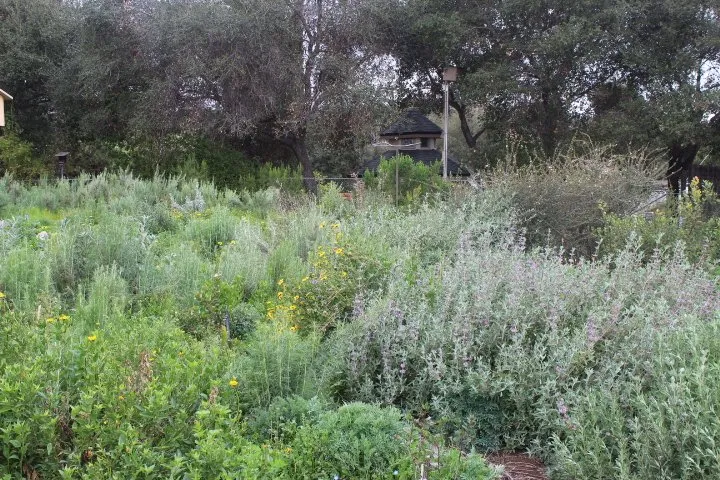 Trusted landscape design for year-round maintenance in Fallbrook, CA by Walkers Wildlands