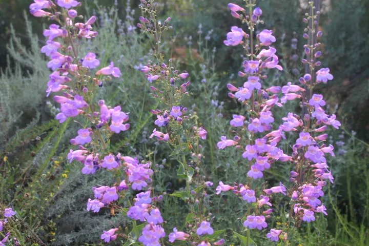 Trusted landscape design experts serving Fallbrook, CA - Walkers Wildlands