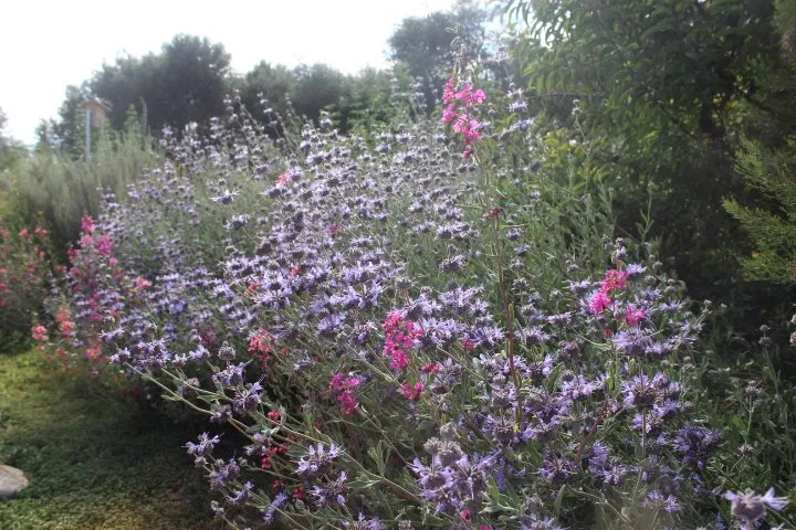 Top-rated landscape design with custom design across Fallbrook, CA - Walkers Wildlands