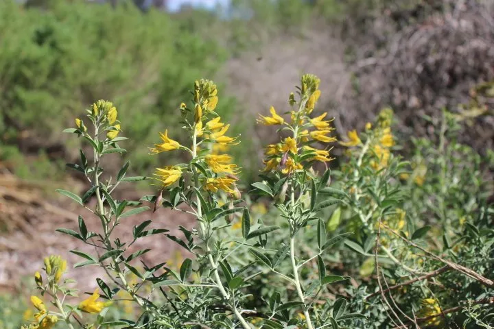 Trusted lawn care service for homes across Fallbrook, CA - Walkers Wildlands