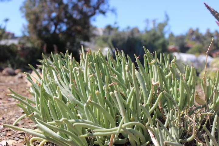 Local yard maintenance with custom design in Fallbrook, CA by Walkers Wildlands
