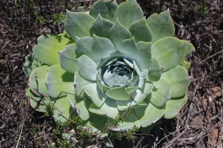 Affordable residential landscaping in Fallbrook, CA by Walkers Wildlands