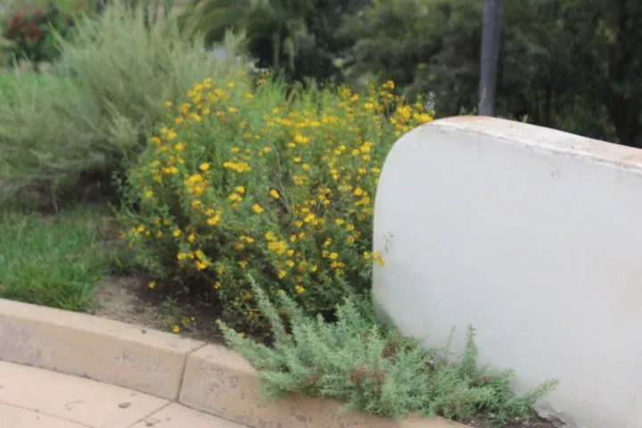 Local garden landscaping for homes in Fallbrook, CA by Walkers Wildlands