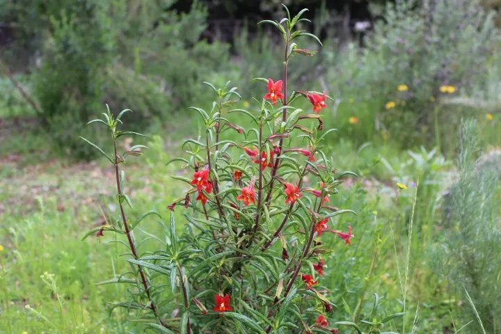 Trusted garden landscaping experts serving Fallbrook, CA - Walkers Wildlands