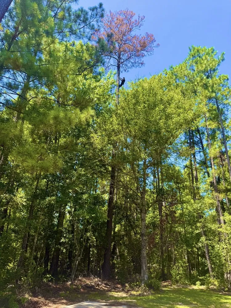 Expert yard cleanup service experts serving Slidell, LA - Wallace Tree & Property Services