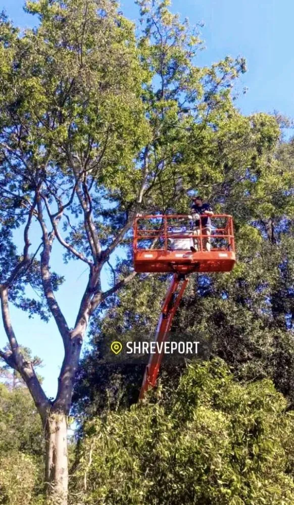 Expert landscaping services near you across Slidell, LA - Wallace Tree & Property Services