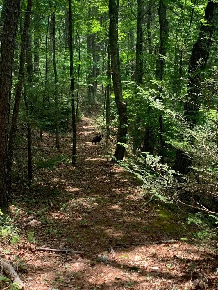 Top-rated garden landscaping for homes across High Point, NC - Wallburg Tree Service