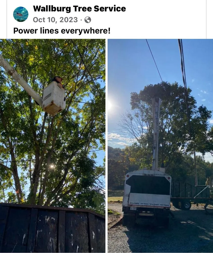 Reliable yard cleanup service experts serving High Point, NC - Wallburg Tree Service