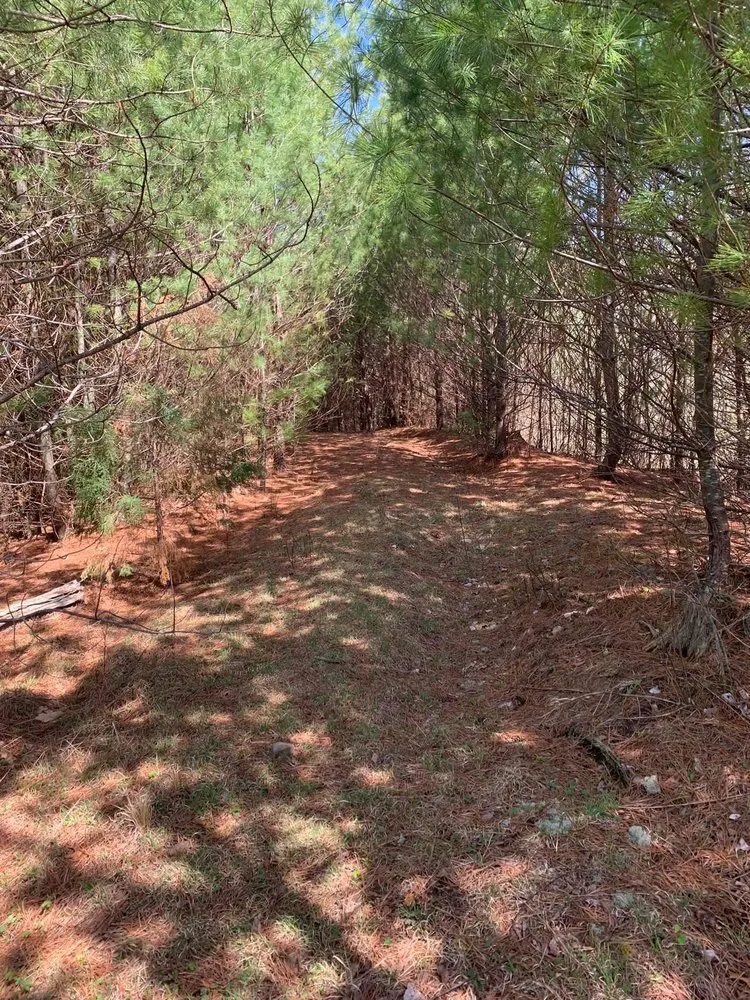 Local landscape design in High Point, NC - Wallburg Tree Service