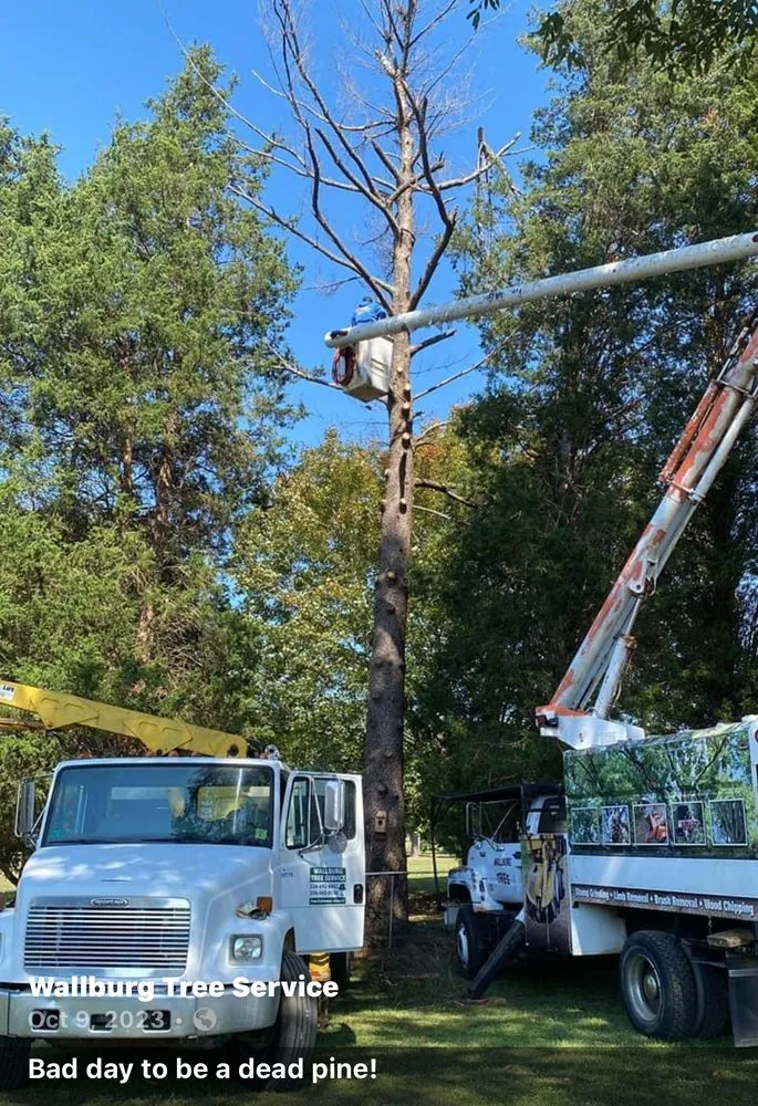 Professional landscaping services in High Point, NC - Wallburg Tree Service