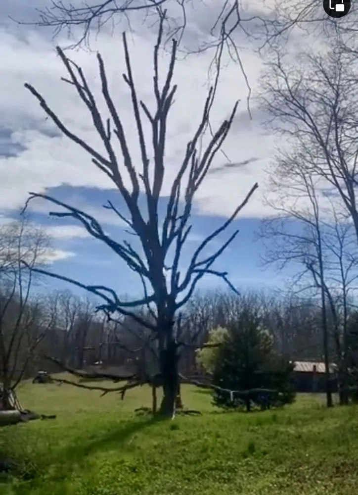 Reliable landscape installation in High Point, NC by Wallburg Tree Service