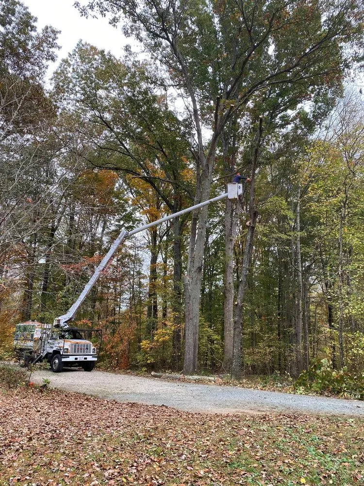 Local yard cleanup service for beautiful yards across High Point, NC - Wallburg Tree Service