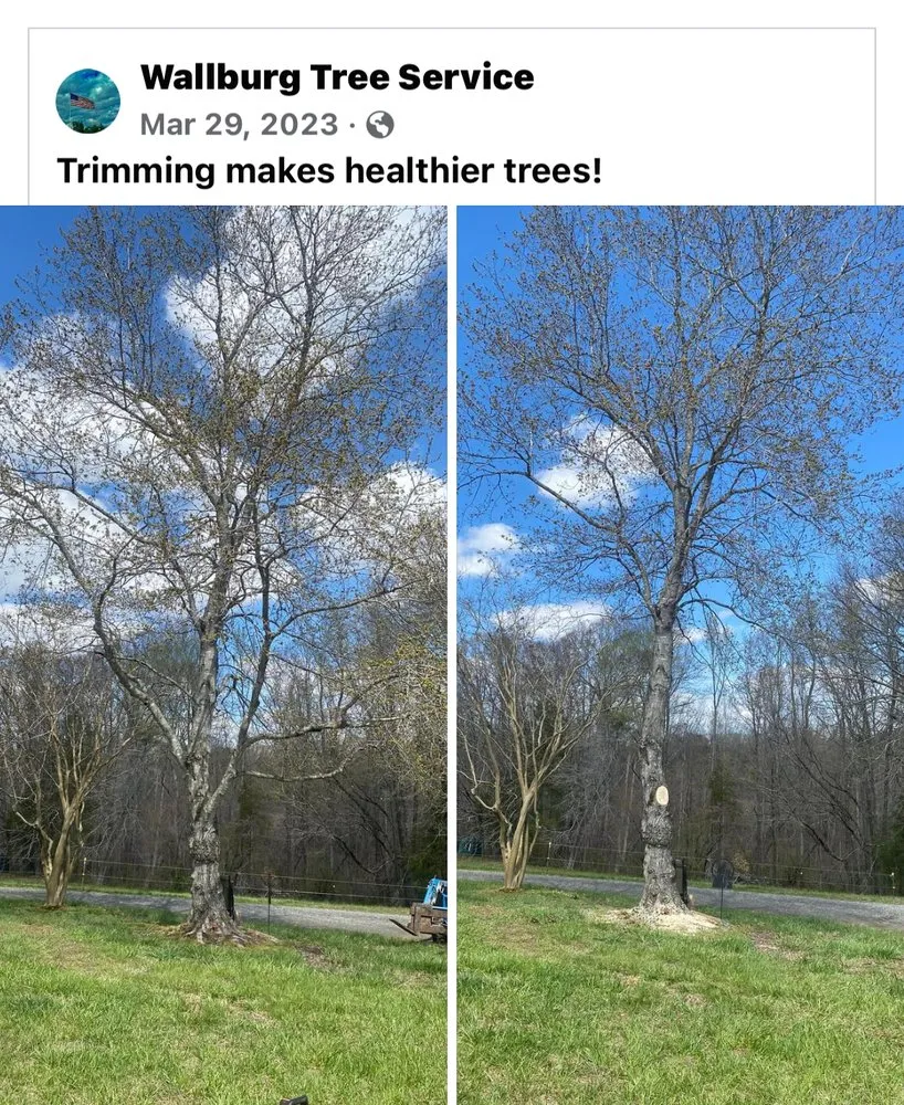 Top-rated lawn care service experts serving High Point, NC - Wallburg Tree Service