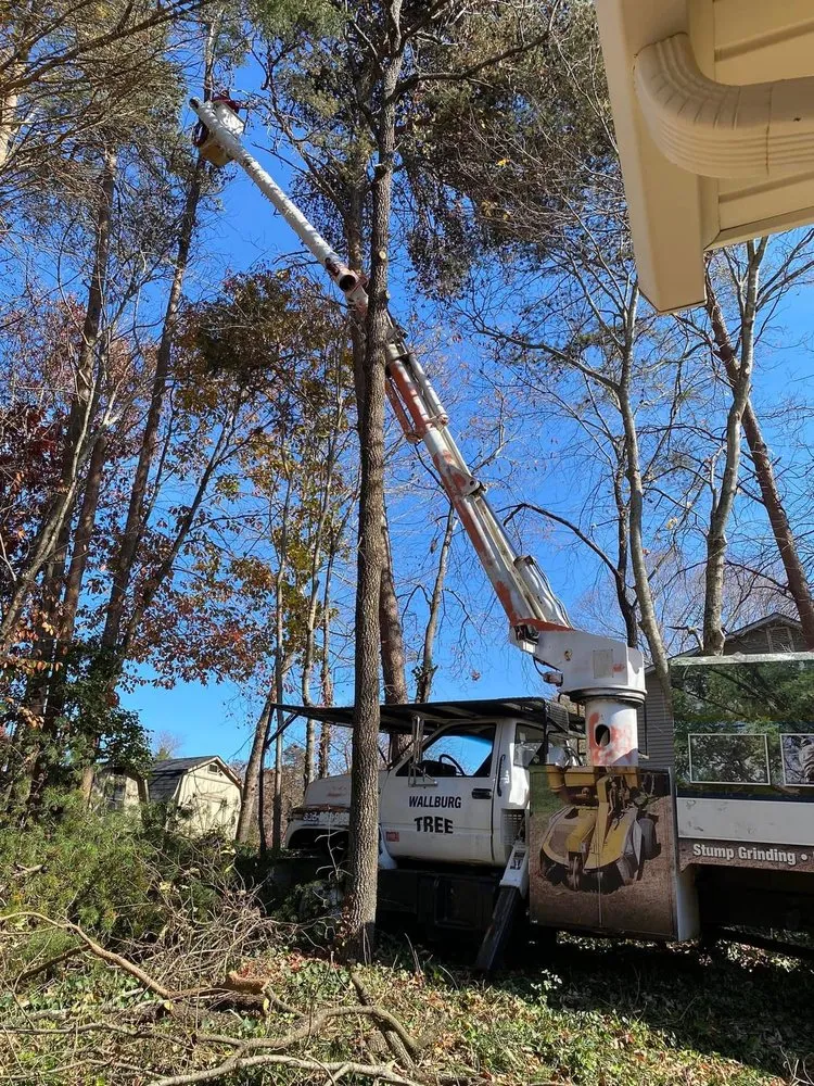 Top-rated lawn care service for homes in High Point, NC by Wallburg Tree Service