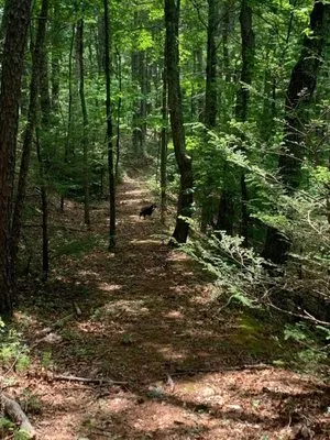 Wallburg Tree Service