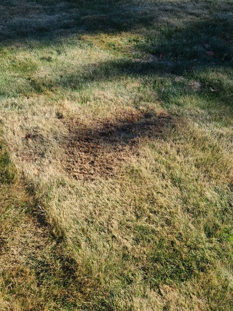 Expert yard cleanup service in Hudson, MA - Wally's Landscaping