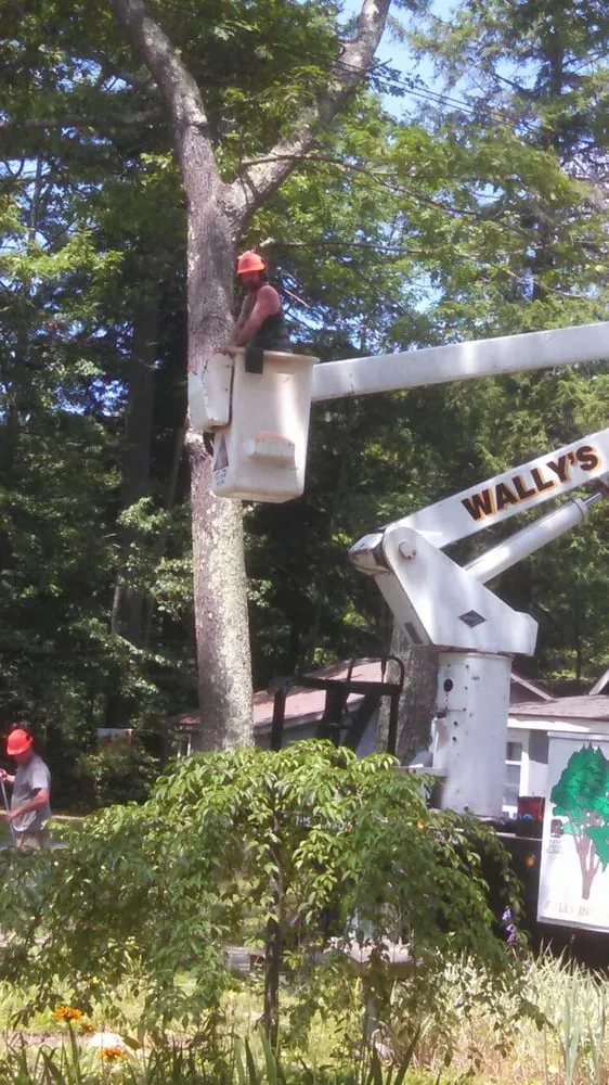 Top-rated outdoor landscaping experts serving Greenville, NH - Wally's Tree and Crane Service