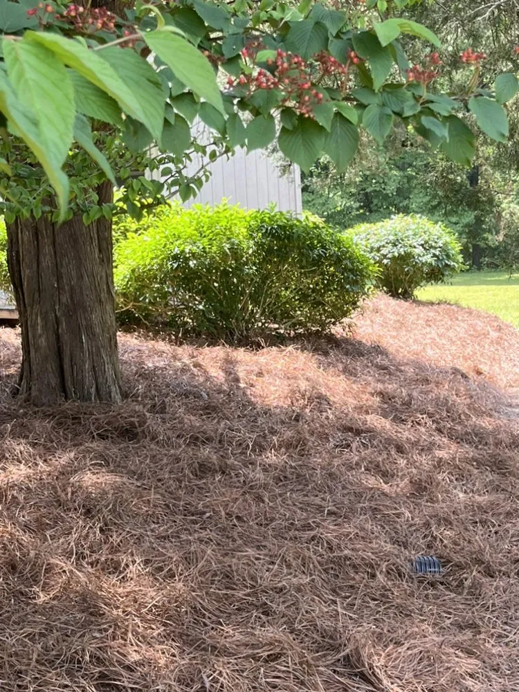 Trusted landscaping services near you across Lewisville, NC - Wally’s Weed Whacking