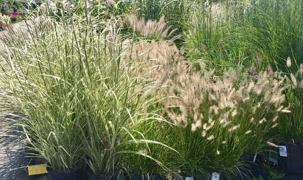 Custom landscape installation experts serving East Moriches, NY - Walpole Outdoors at Bay Gardens